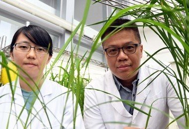 港大与京都大学发现新方法 可助提升禾秆草转化为生物燃料的效能