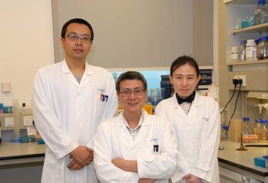HKU scientists effectively suppress tumour growth by converting Salmonella into YB1 anaerobe bacterium