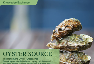 香港大学太古海洋科学研究所协助本地牡蛎业