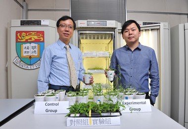 HKU botanists discover a new plant growth technology that may alleviate climate change and food shortage