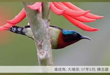HKU develops bird information free mobile app