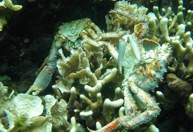 HKU biologist collaborative research offers solution to low oxygen in ocean