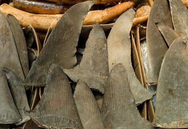 HKU-led study shows 60% of shark species threatened by shark fin trade   