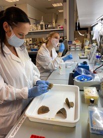 Members of the Conservation Forensics Lab, Ms Tracey Prigge and Miss Astrid Andersson, processing samples for genetic analysis