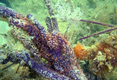 港大海洋生物學家發現 珊瑚與共生藻之間「親密關係」的賞罰機制