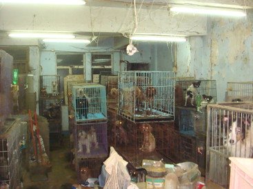 香港非法繁殖场内的狗只