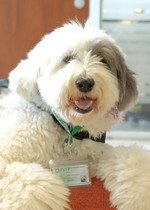 HKU Libraries Resident Therapy Dog
