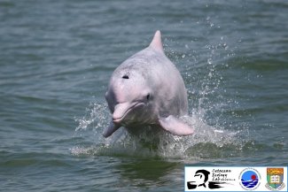 香港大學進行全球首個珠江口中華白海豚的研究並敦促保護海豚的重要棲息地