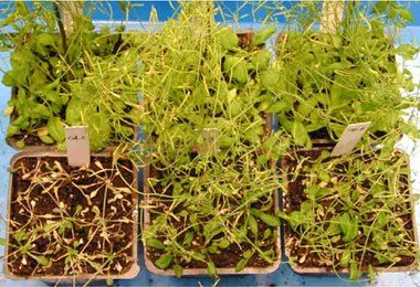 香港大學的科學家發現一種能幫助植物對抗全球變暖的耐旱基因