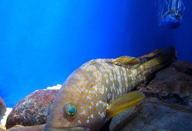 港大海洋专家呼吁节制食用濒临绝种的石斑鱼