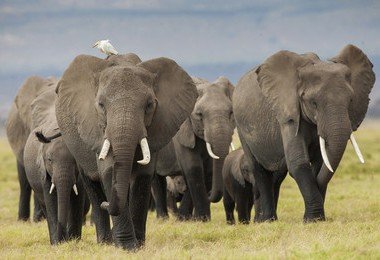 港大生物學家指出香港延遲禁止象牙貿易或會加劇偷獵非洲大象的行為