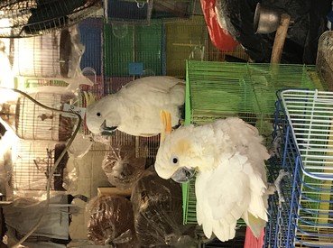 The critically endangered Yellow-crested Cockatoo in Hong Kong Bird Market [photo credit: Astrid Andersson]