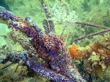 麥瑞比博士的團隊運用穩定同位素技術，將加勒比珊瑚宿主與不同藻類之間的營養流動描繪出來。（圖片提供：M.A. Coffroth）