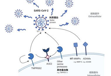 港大醫學院發現 SARS-CoV-2新型宿主蛋白酶