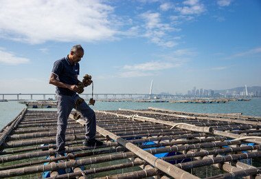 HKU Hatchery to Supply Quality Oysters to Farmers