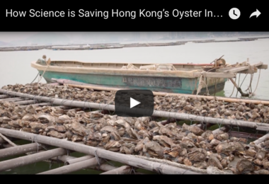 科研带领香港蚝业复苏