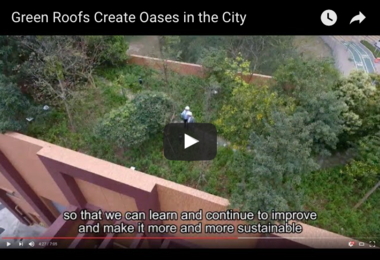 Green Roofs Create Oases in the City